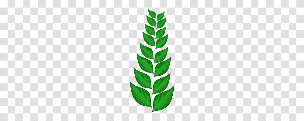 Vegetation Nature, Leaf, Plant, Green Transparent Png