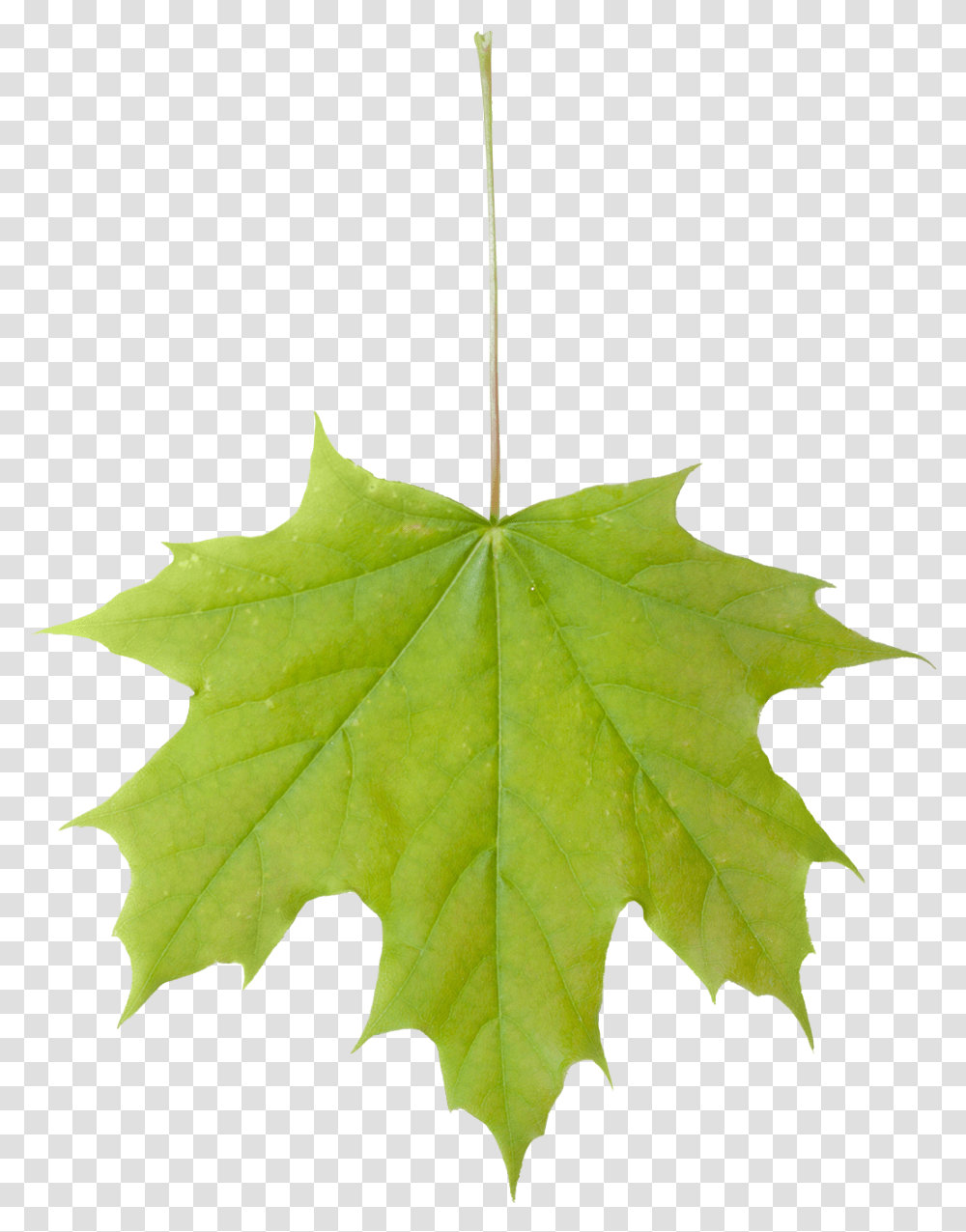 Vegetation Base Texture Pack Leaf, Plant, Tree, Maple Leaf Transparent Png
