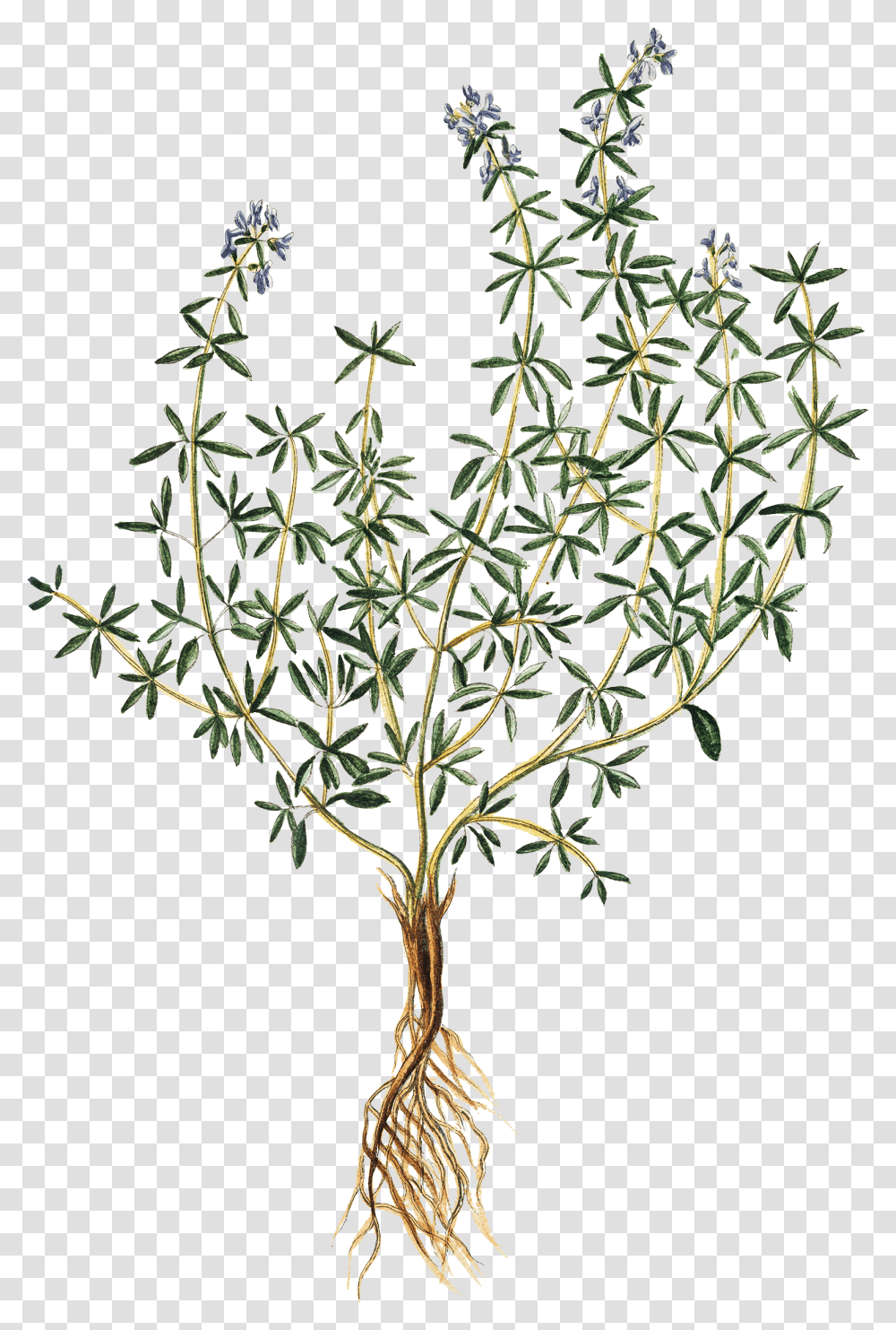 Vegetation Drawing Herb, Plant, Tree, Flower, Blossom Transparent Png
