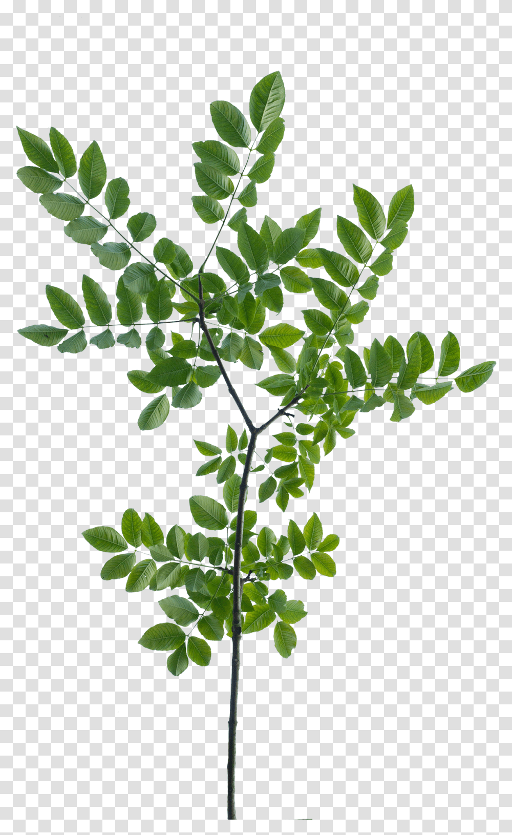 Vegetation Drawing Rose Tree Branch Leaves Texture, Leaf, Plant, Acanthaceae, Flower Transparent Png