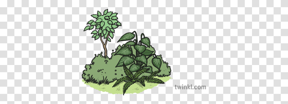 Vegetation Illustration Twinkl Illustration, Plant, Art, Tree, Drawing Transparent Png