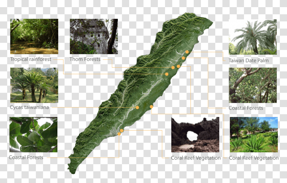 Vegetation National Scenic Area, Plant, Plot, Diagram, Map Transparent Png