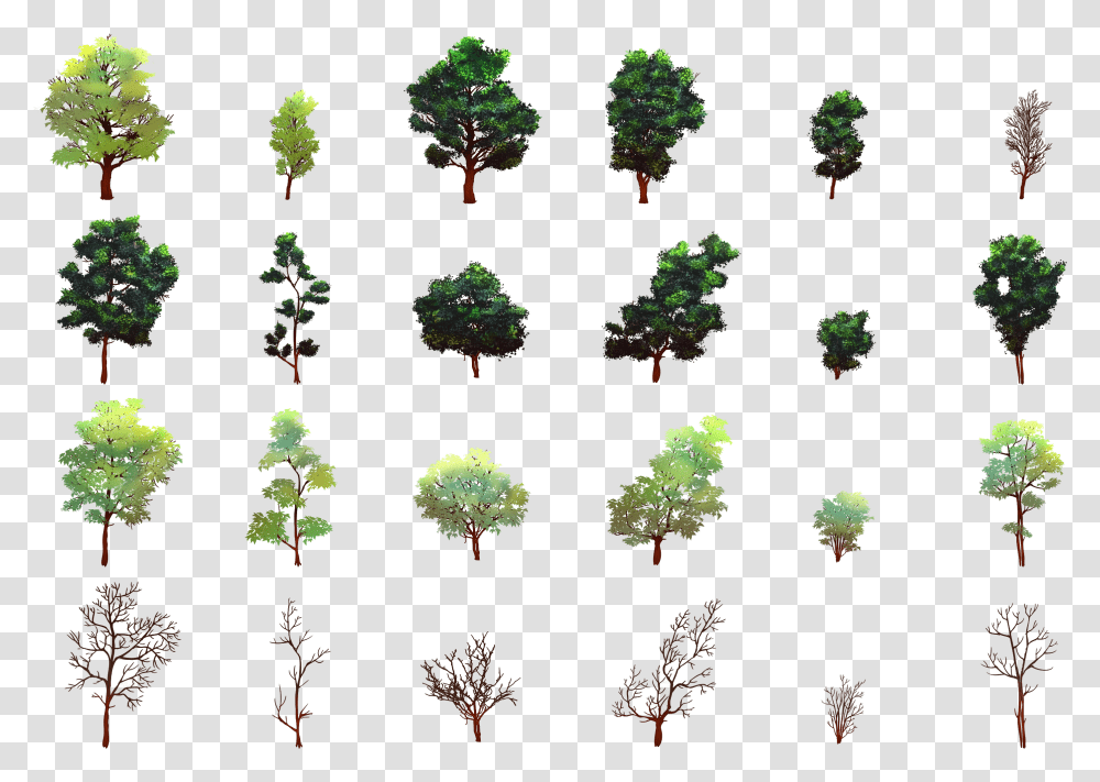 Vegetation, Plant, Tree, Grove, Woodland Transparent Png