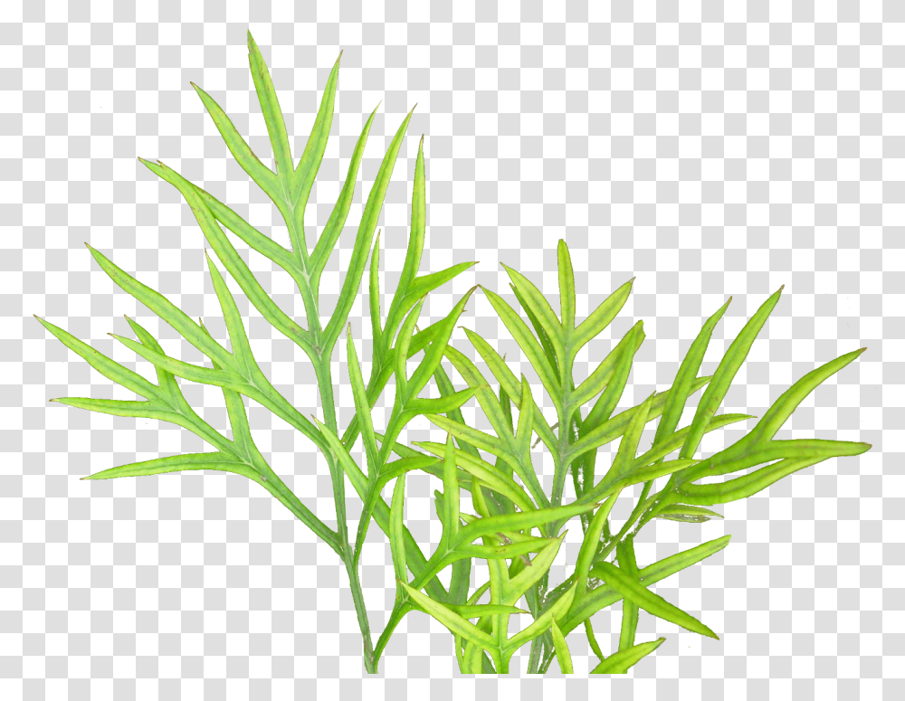 Vegetation Textures Plant, Leaf, Grass, Potted Plant, Vase Transparent Png
