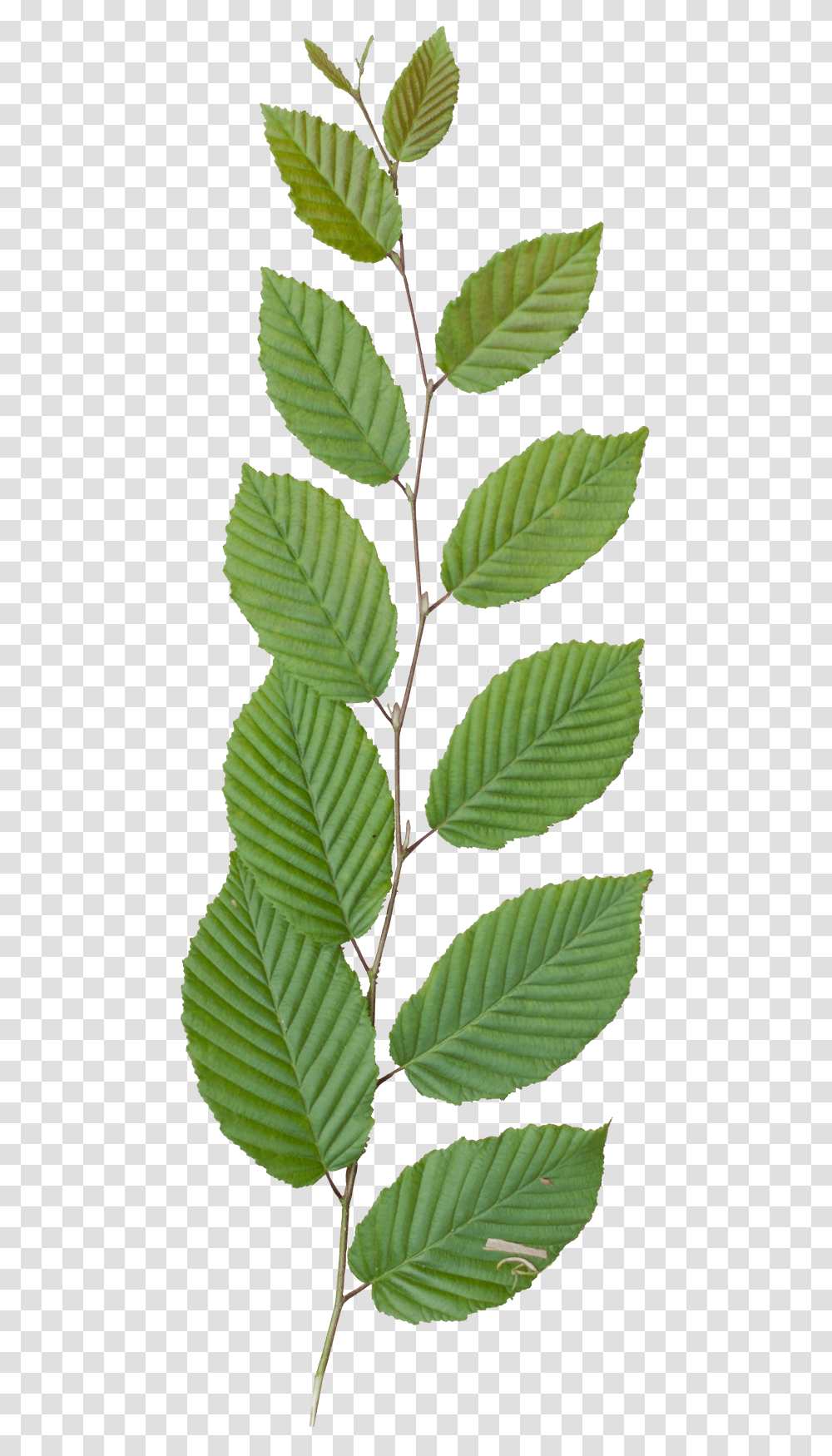 Vegetation Tree Branch 30 Tree Branch Texture, Leaf, Plant, Veins, Green Transparent Png