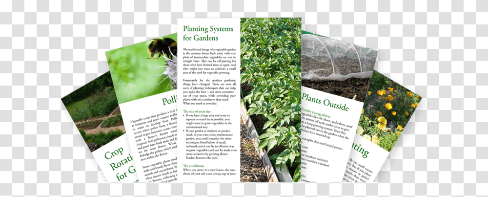 Veggie Gardening Guides And Tips Plantation, Poster, Advertisement, Flyer, Paper Transparent Png