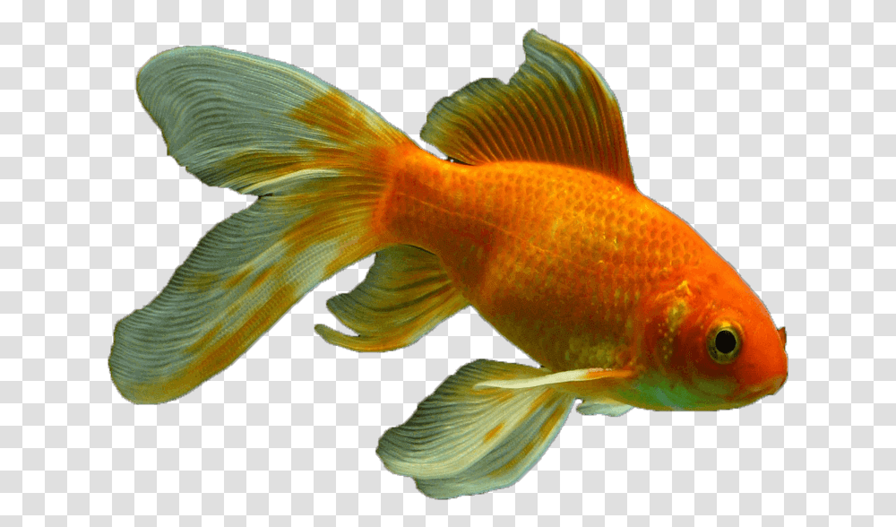Veiltail Fish Fish, Animal, Goldfish Transparent Png