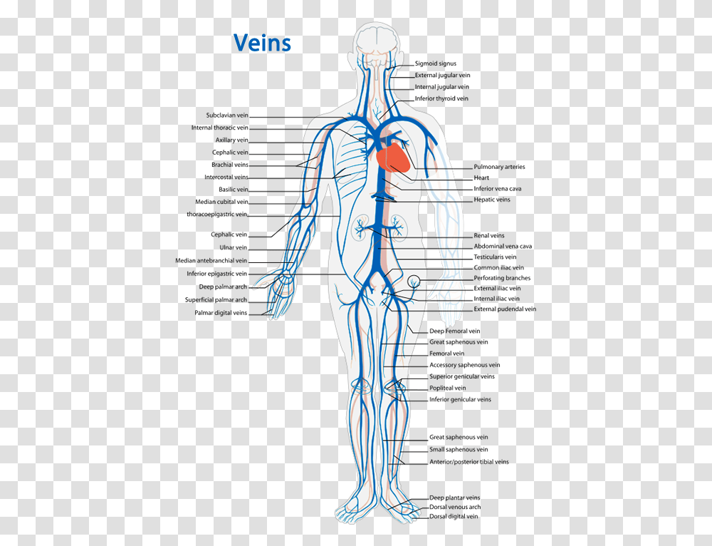 Veins Diagram Veins Of The Body Worksheet, Person, Plot, Soil Transparent Png