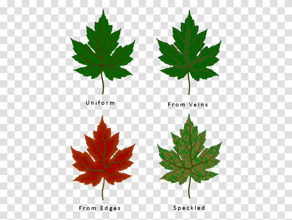 Veins Texture Different Types Of Leaf Texture, Plant, Maple Leaf, Tree Transparent Png