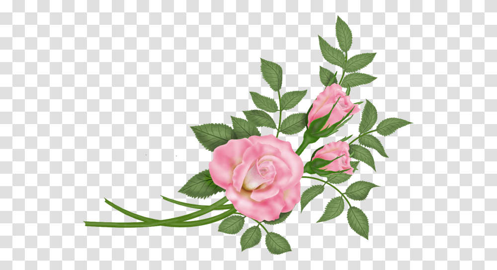 Vektor Bunga Hd, Rose, Flower, Plant, Blossom Transparent Png