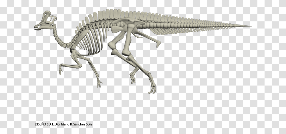 Velafrons Coahuilensis Skeleton Dinosaur Skeleton Velafrons Coahuilensis, Reptile, Animal Transparent Png