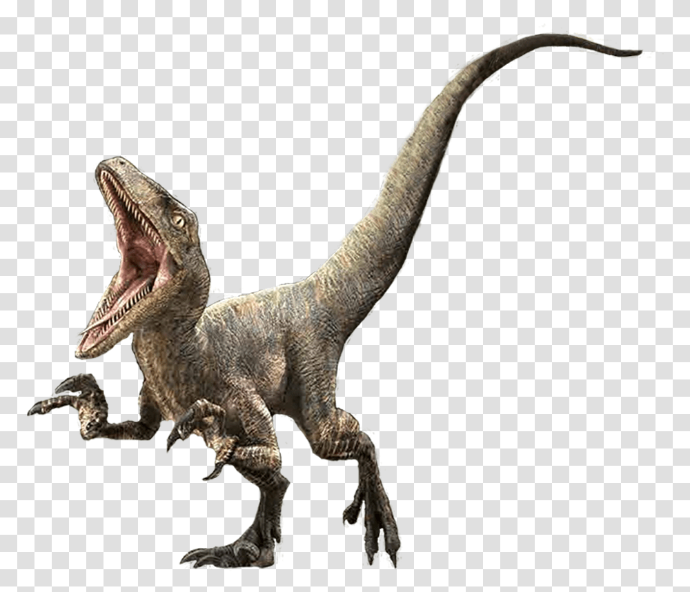 Velociraptor Charlie Velociraptor, Dinosaur, Reptile, Animal, T-Rex Transparent Png