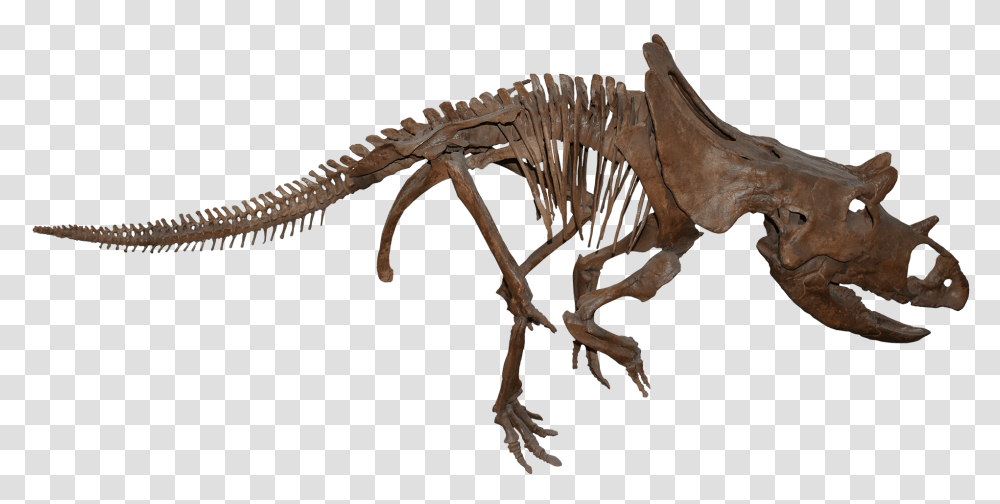 Velociraptor, Dinosaur, Reptile, Animal, Skeleton Transparent Png