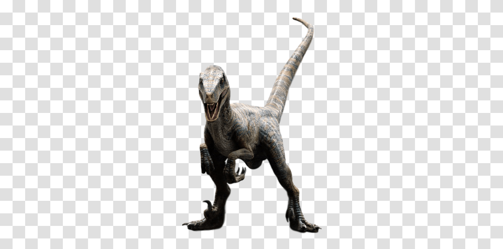 Velociraptor Echo Jurassic Park Raptor, Dinosaur, Reptile, Animal, T-Rex Transparent Png