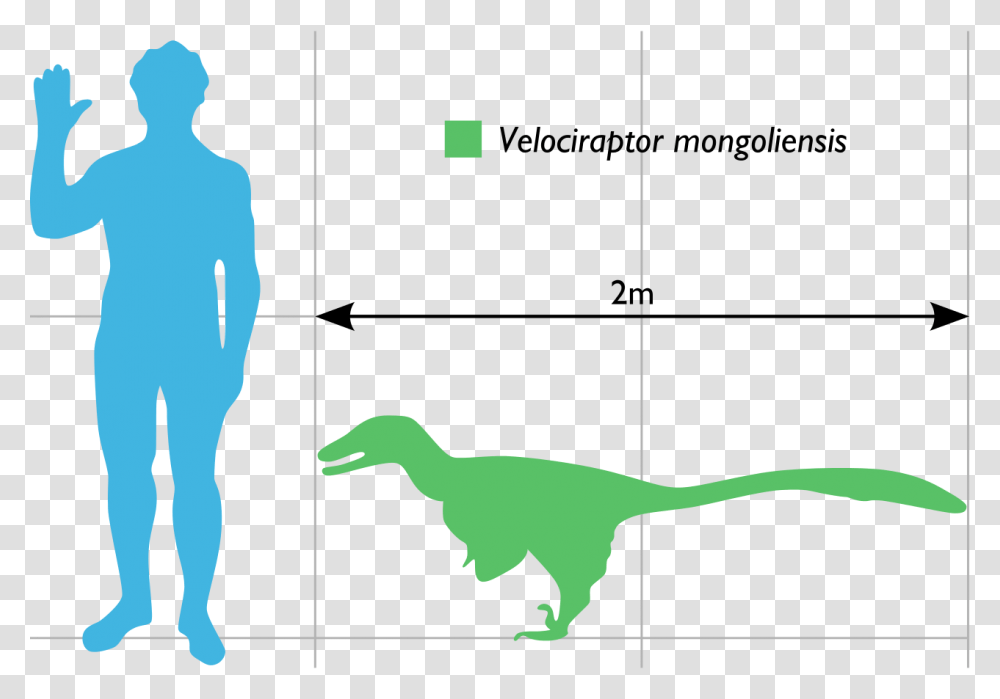 Velociraptor Scale To Human, Bird, Animal, Plot, Person Transparent Png