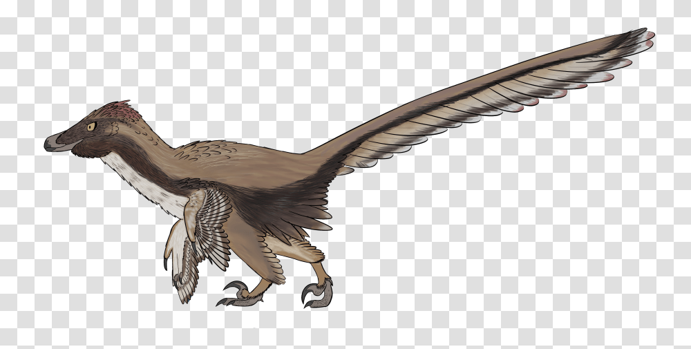Velociraptor, Vulture, Bird, Animal, Eagle Transparent Png