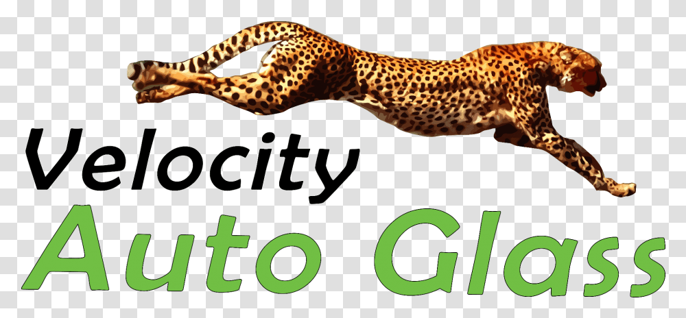 Velocity Auto Glass Cheetah Running, Animal, Gecko, Lizard, Reptile Transparent Png