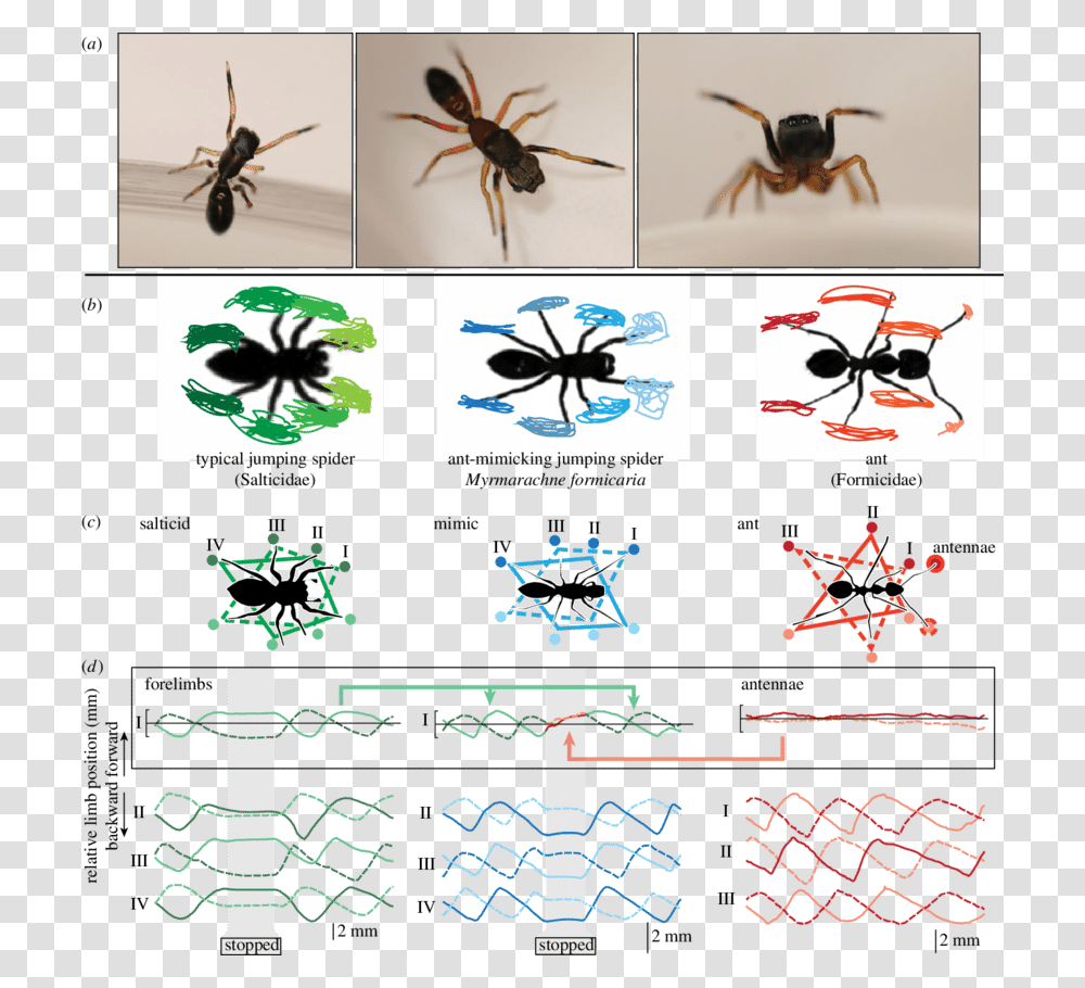 Velvet Ant Mimic Jumping Spider, Animal, Invertebrate, Arachnid, Wasp Transparent Png