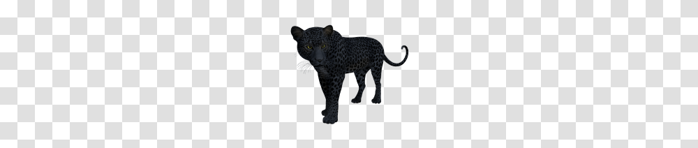 Velvet Black Panther, Wildlife, Mammal, Animal, Jaguar Transparent Png