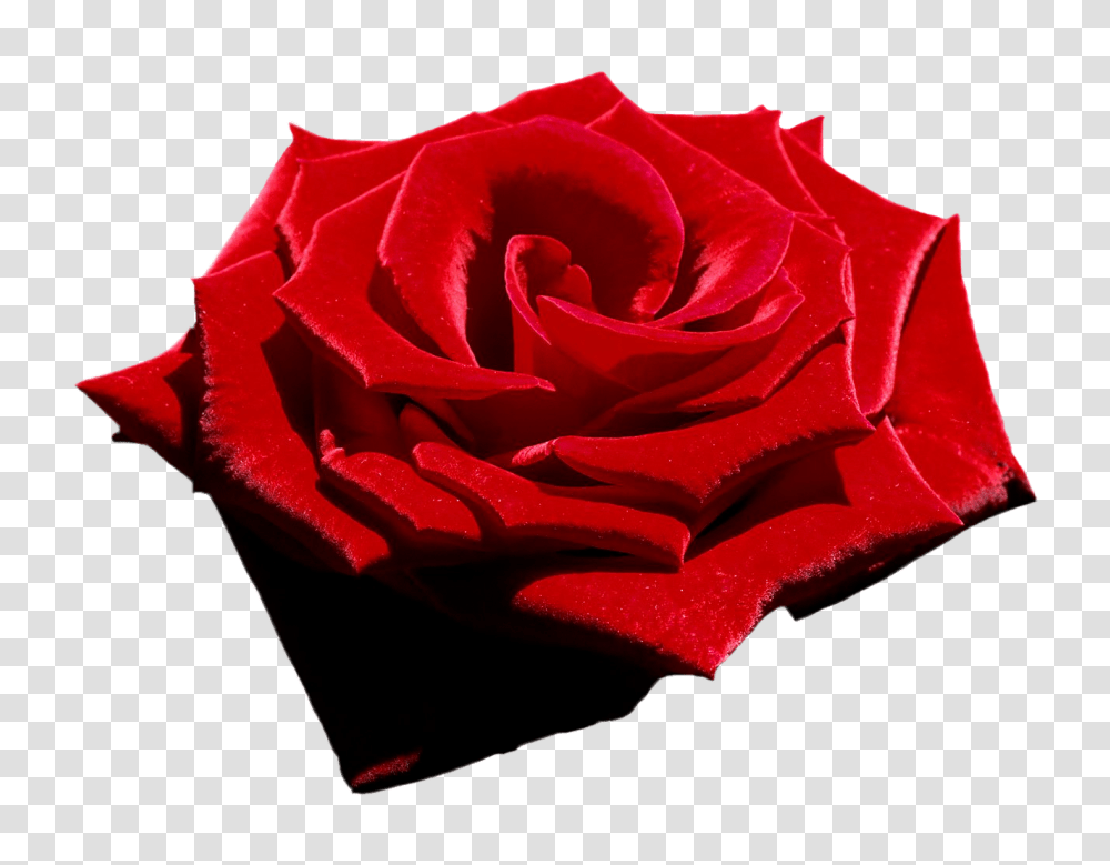 Velvet Red Rose File Attention Only The Maximum Original, Flower, Plant, Blossom, Petal Transparent Png