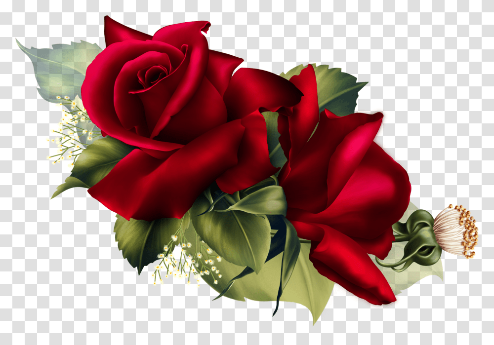 Velvet Rose, Flower, Plant, Blossom Transparent Png