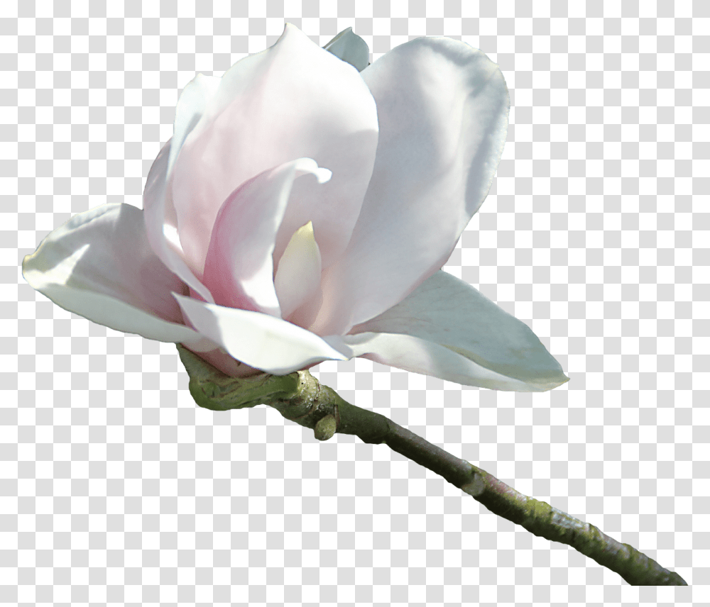 Velvetty White Flower Portable Network Graphics, Rose, Plant, Blossom, Petal Transparent Png