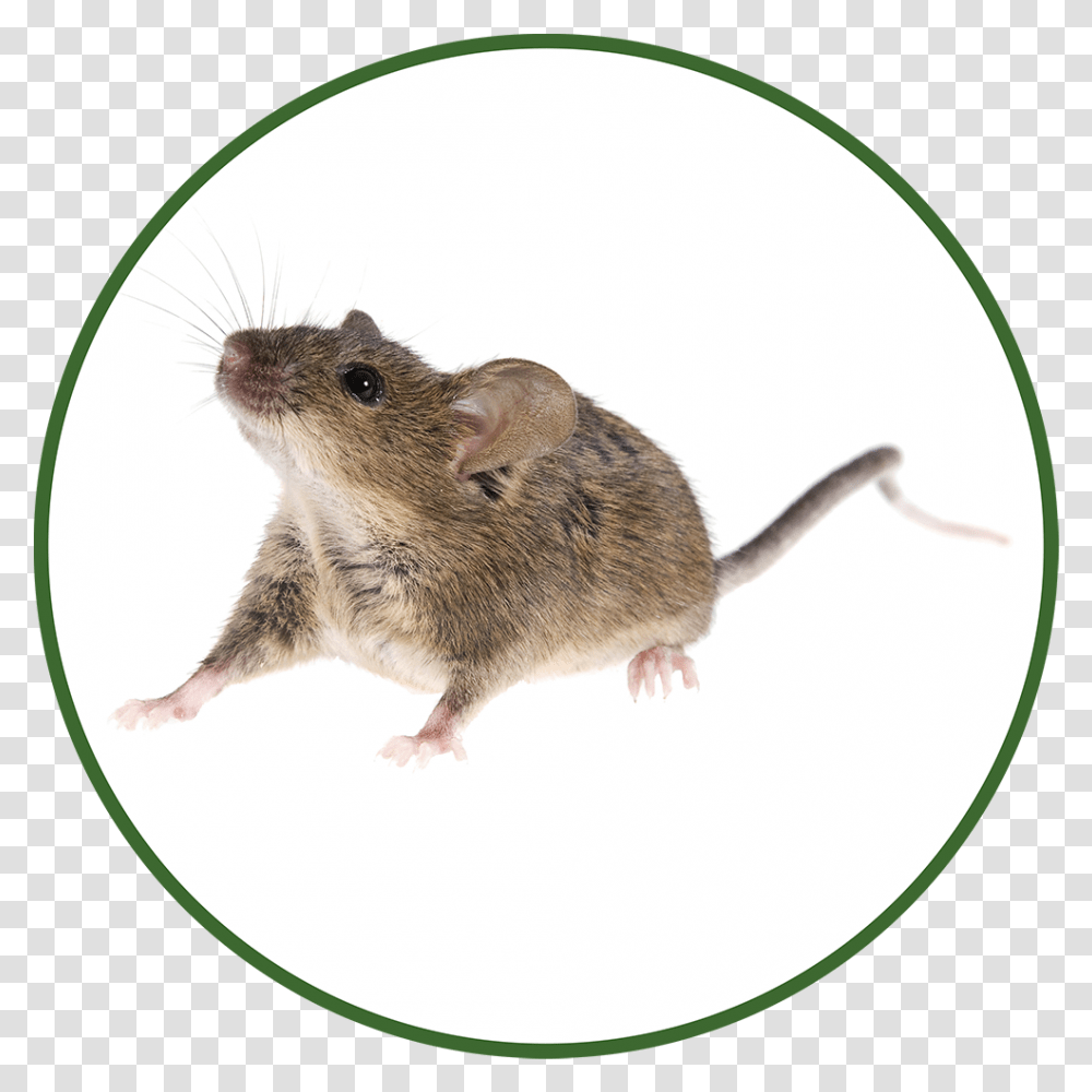 Venables Pest Control Professional & Expert Animal Brown Rat, Rodent, Mammal Transparent Png