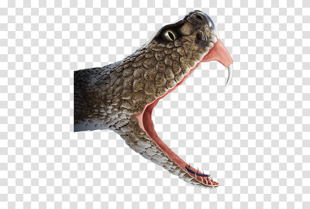 Venom Snake, Reptile, Animal, Bird, Rattlesnake Transparent Png