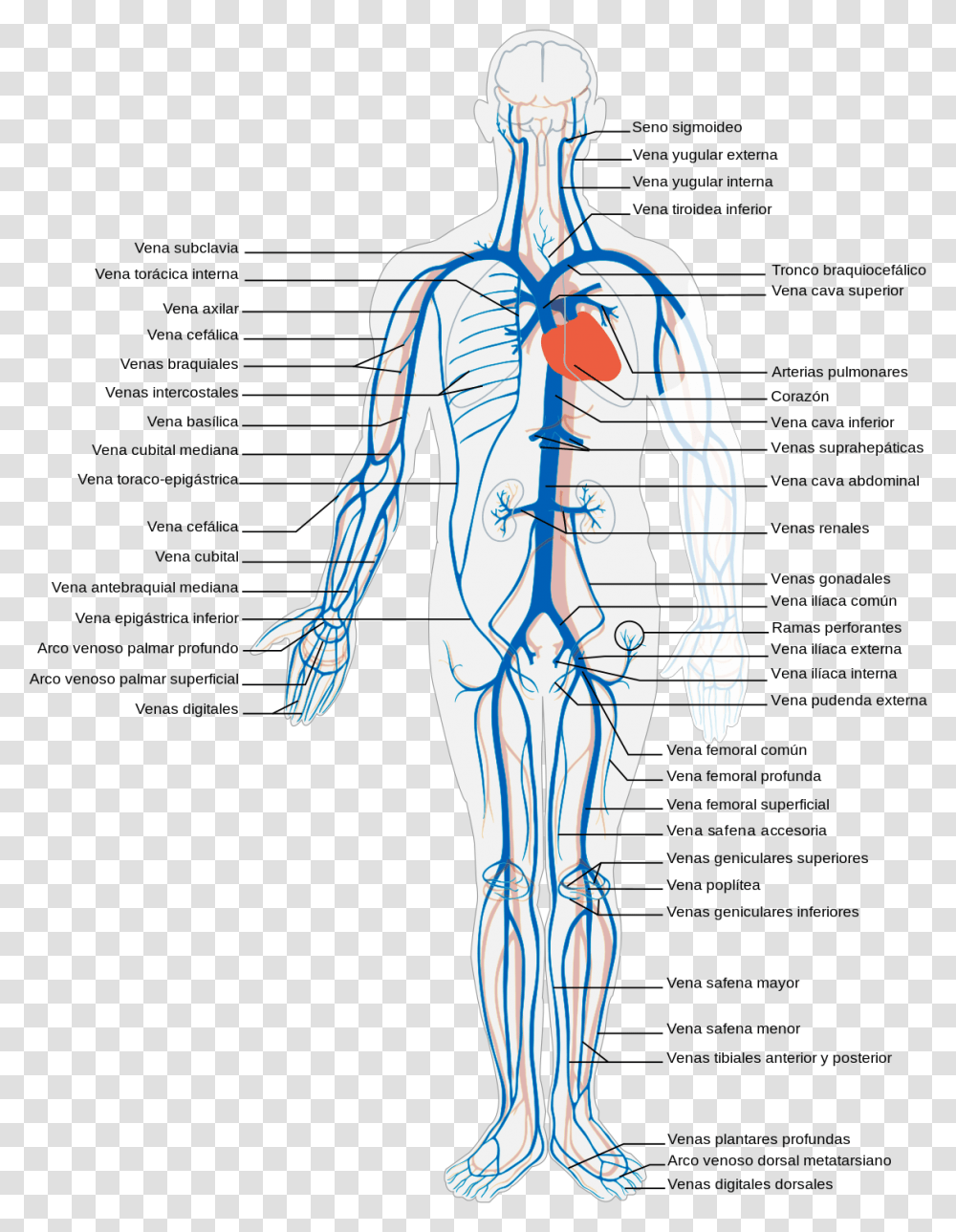 Venous System Of Human Body, Person, Plot, Veins, Diagram Transparent Png
