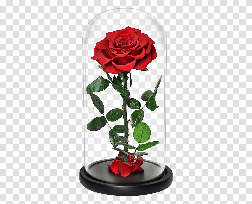 Venta Al Por Mayor Rosas Rojas Grandes Compre Online Los Lovely, Rose, Flower, Plant, Blossom Transparent Png