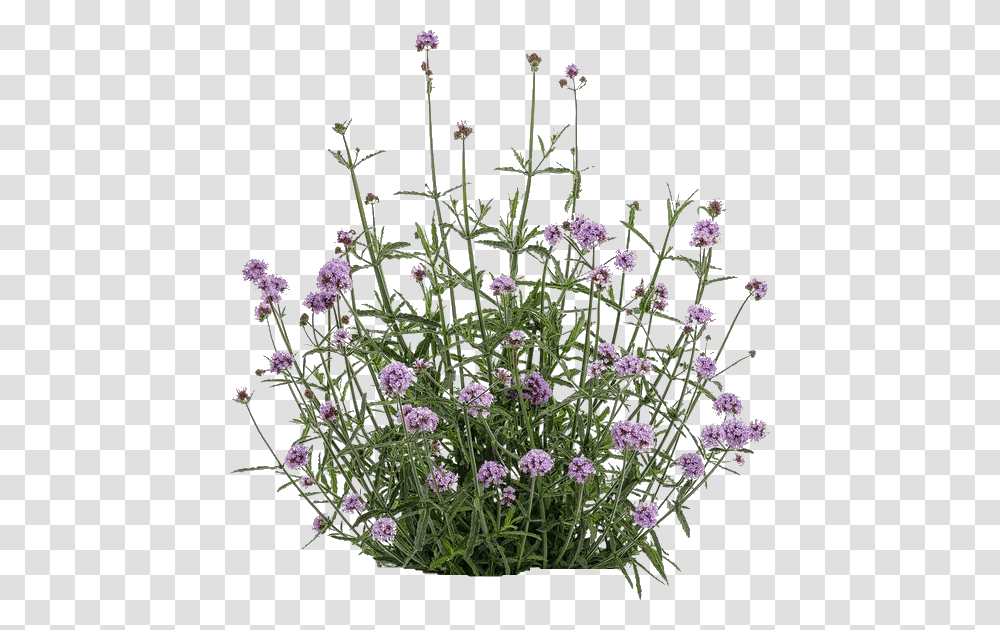 Verbena Bonariensis Cloud, Plant, Flower, Pottery, Vase Transparent Png