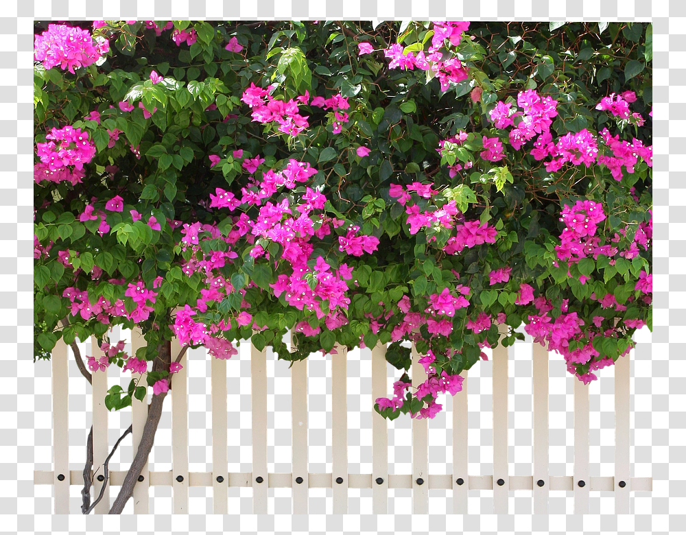 Verbena, Plant, Gate, Flower, Blossom Transparent Png