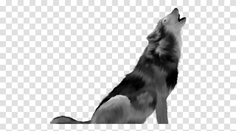 Vertebratedog And Whiteborder Collieworking Dogherding Howling Wolf Background, Mammal, Animal, Pet, Canine Transparent Png