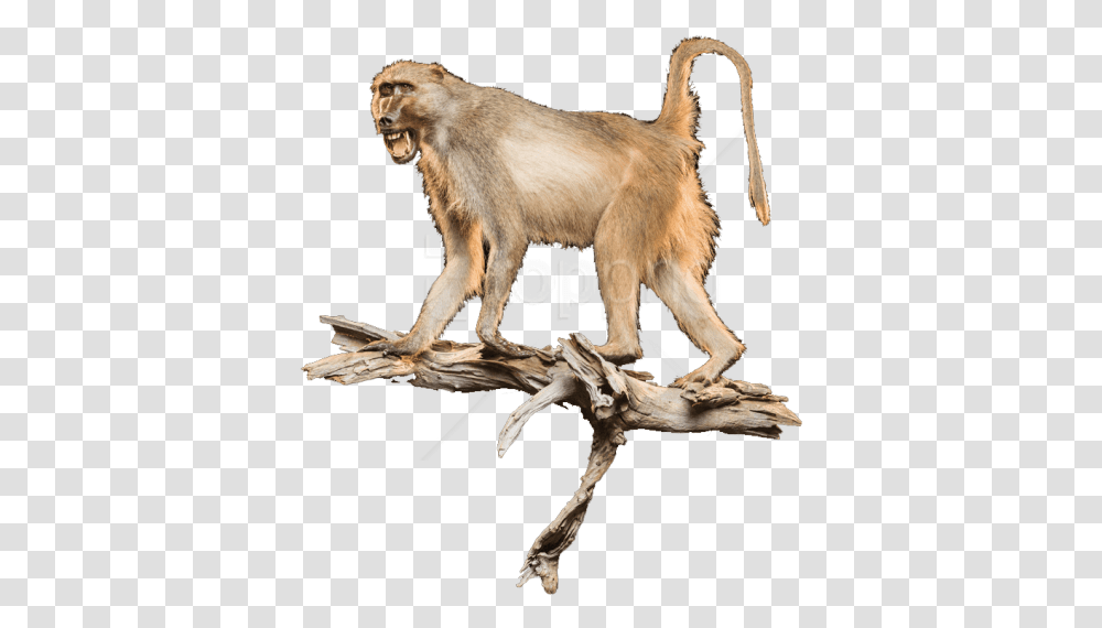 Vertebrateold World World Monkeywildliferhesus Langur, Mammal, Animal, Wood, Baboon Transparent Png