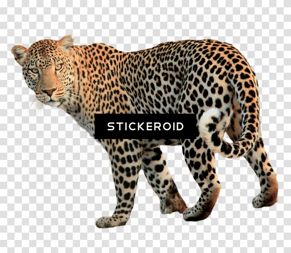 Vertebrateterrestrial Catsheadafrican Leopardcarnivoreanimal Leopardo, Panther, Wildlife, Mammal, Jaguar Transparent Png