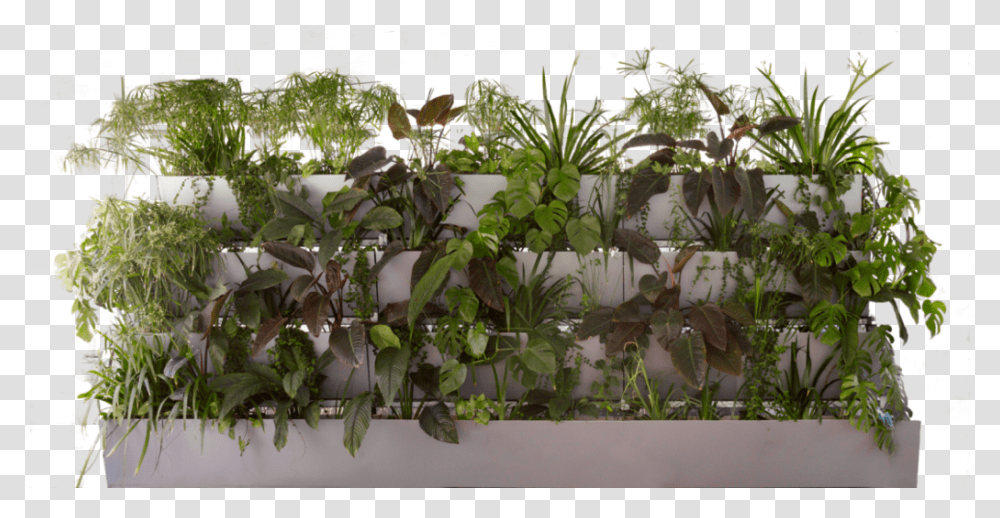 Verteco Houseplant, Potted Plant, Vase, Jar, Pottery Transparent Png