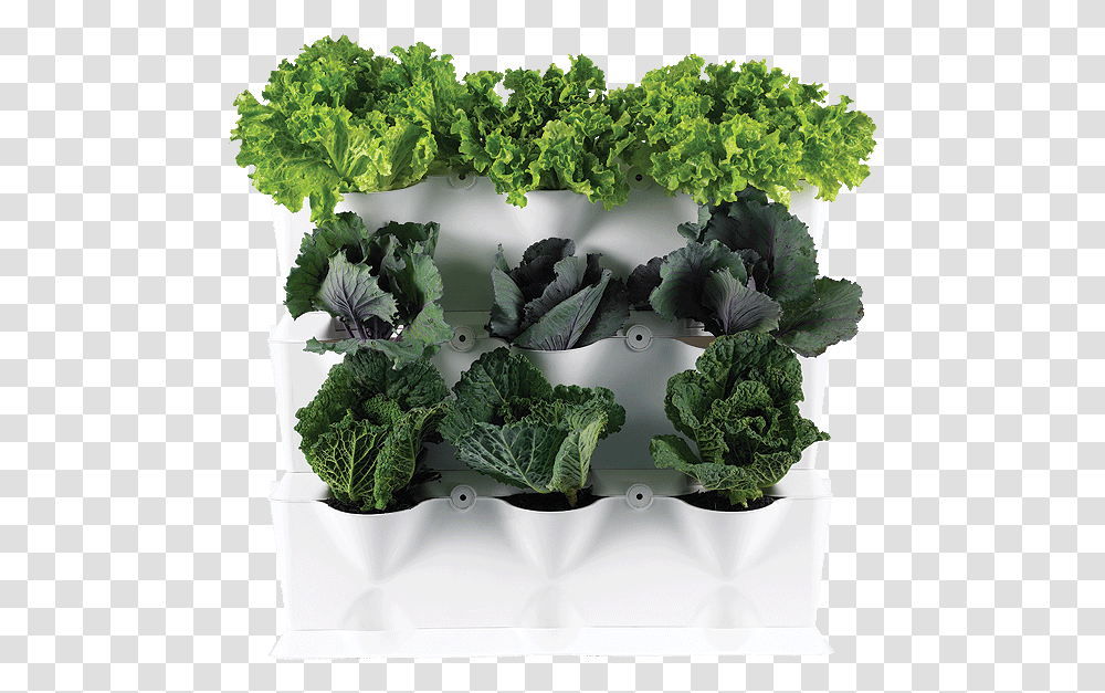 Vertical Garden Background Vertical Vegetable Garden, Kale, Cabbage, Plant, Food Transparent Png
