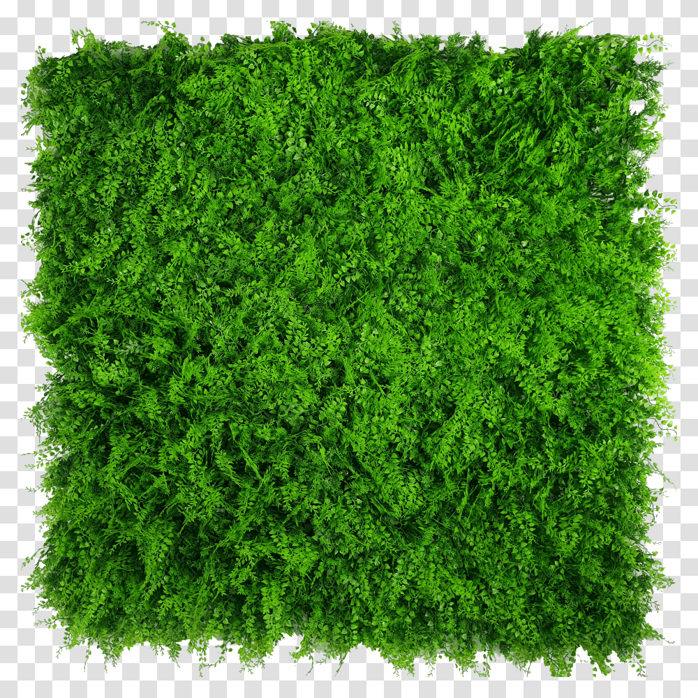 Vertical Garden Green Wall Transparent Png
