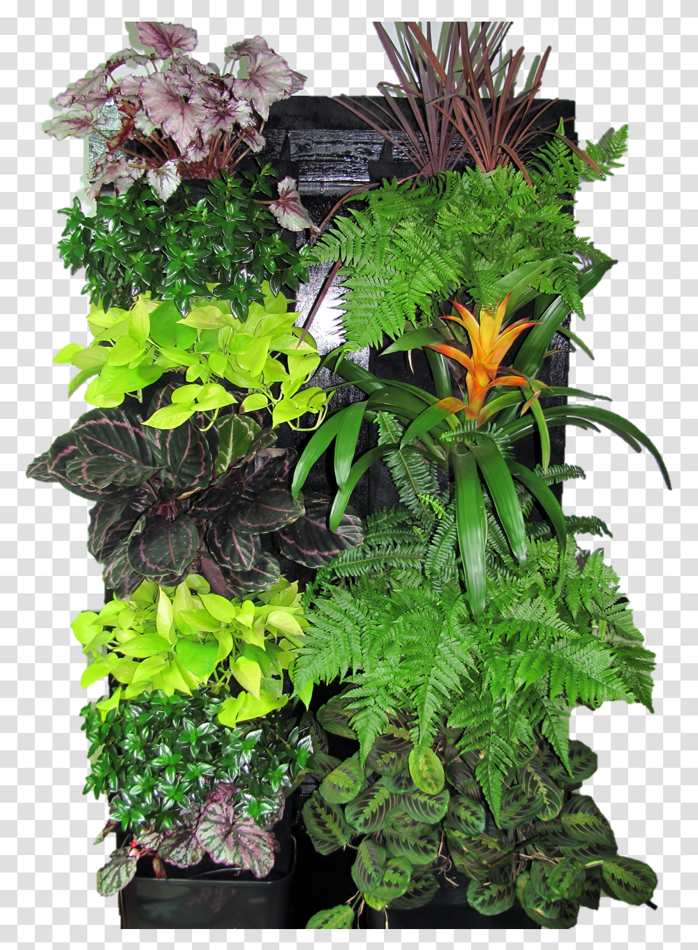 Vertical Garden Vertical Garden Plants, Potted Plant, Vase, Jar, Pottery Transparent Png