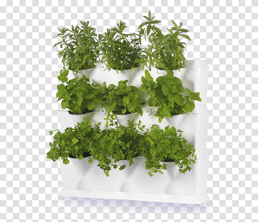 Vertical Herbs Garden Uk, Potted Plant, Vase, Jar, Pottery Transparent Png