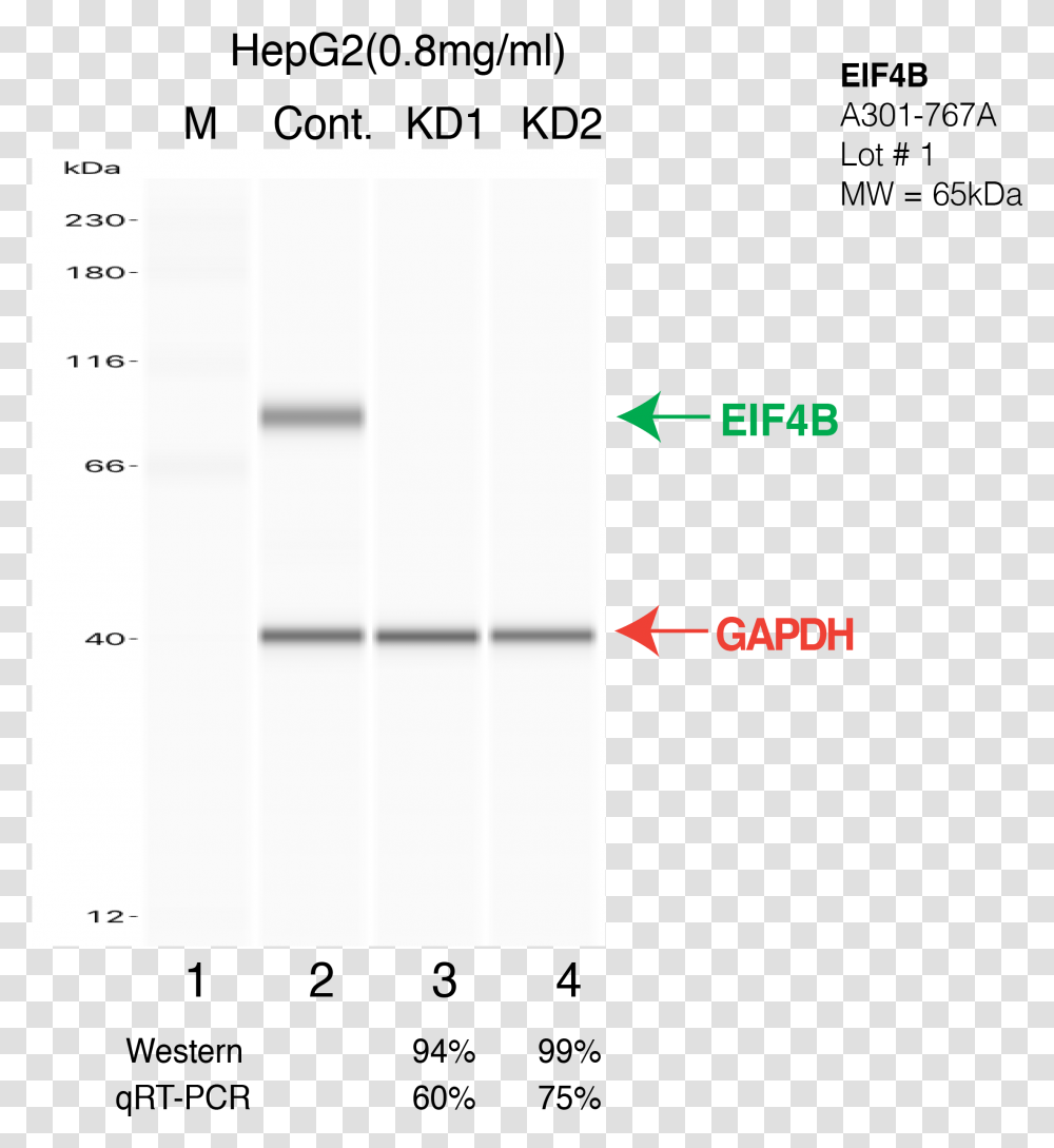 Vertical, Text, Number, Symbol, Plot Transparent Png