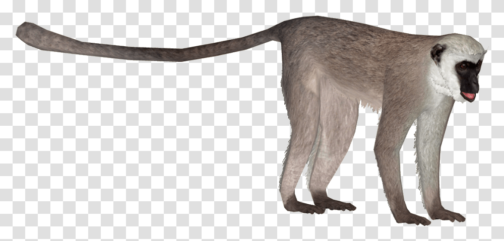 Vervet Monkey Download Zoo Tycoon 2 Langur, Animal, Pet, Mammal, Cat Transparent Png