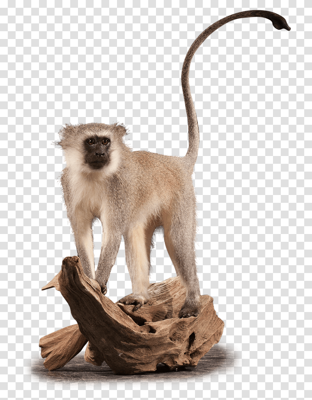 Vervet Monkey Vm102 Our Work Kanati Studio Animal Figure, Wildlife, Mammal, Baboon Transparent Png