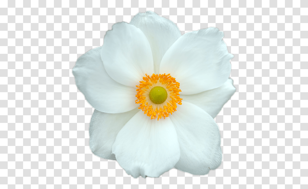 Very Beautiful White Flowers, Anemone, Plant, Blossom, Pollen Transparent Png