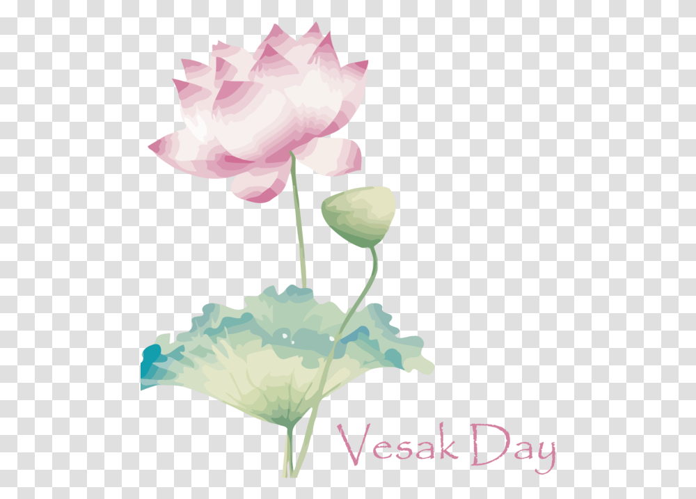 Vesak Flower Lotus Family Sacred For Buddha Day Sacred Lotus, Plant, Petal, Rose, Carnation Transparent Png