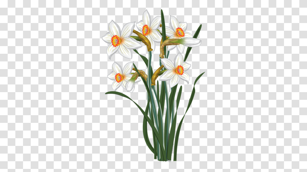 Vesennie Daffodils Clip Art And Flower, Plant, Blossom, Lily, Amaryllidaceae Transparent Png
