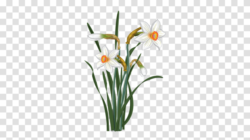 Vesennie Daffodils Flowers And Clip Art, Plant, Blossom, Amaryllidaceae, Lily Transparent Png