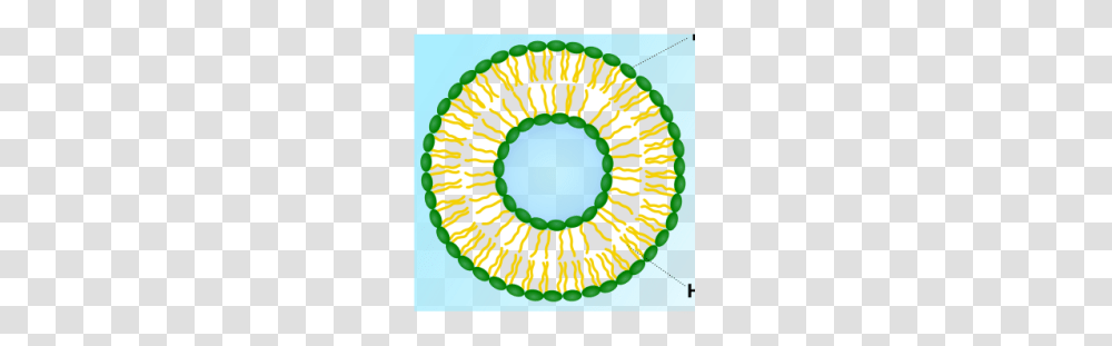 Vesicles, Bracelet, Photography, Rug Transparent Png