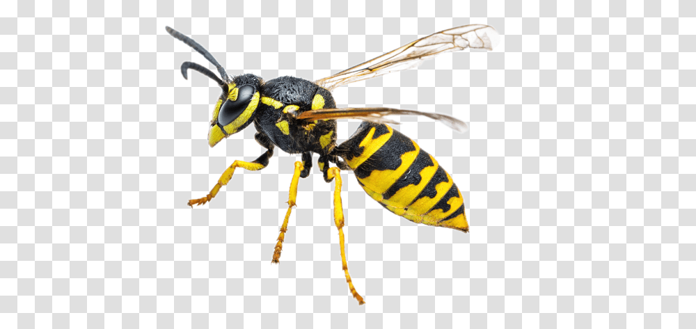 Vespa Jaqueta Amarela Inseto, Wasp, Bee, Insect, Invertebrate Transparent Png