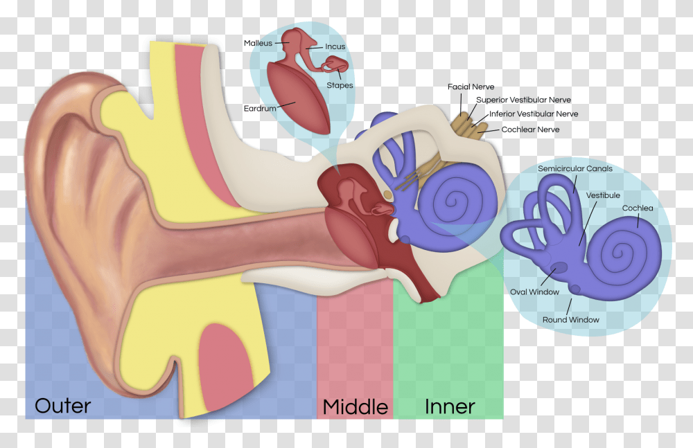 Vestibular Schwannoma Affected Nerves, Ear Transparent Png